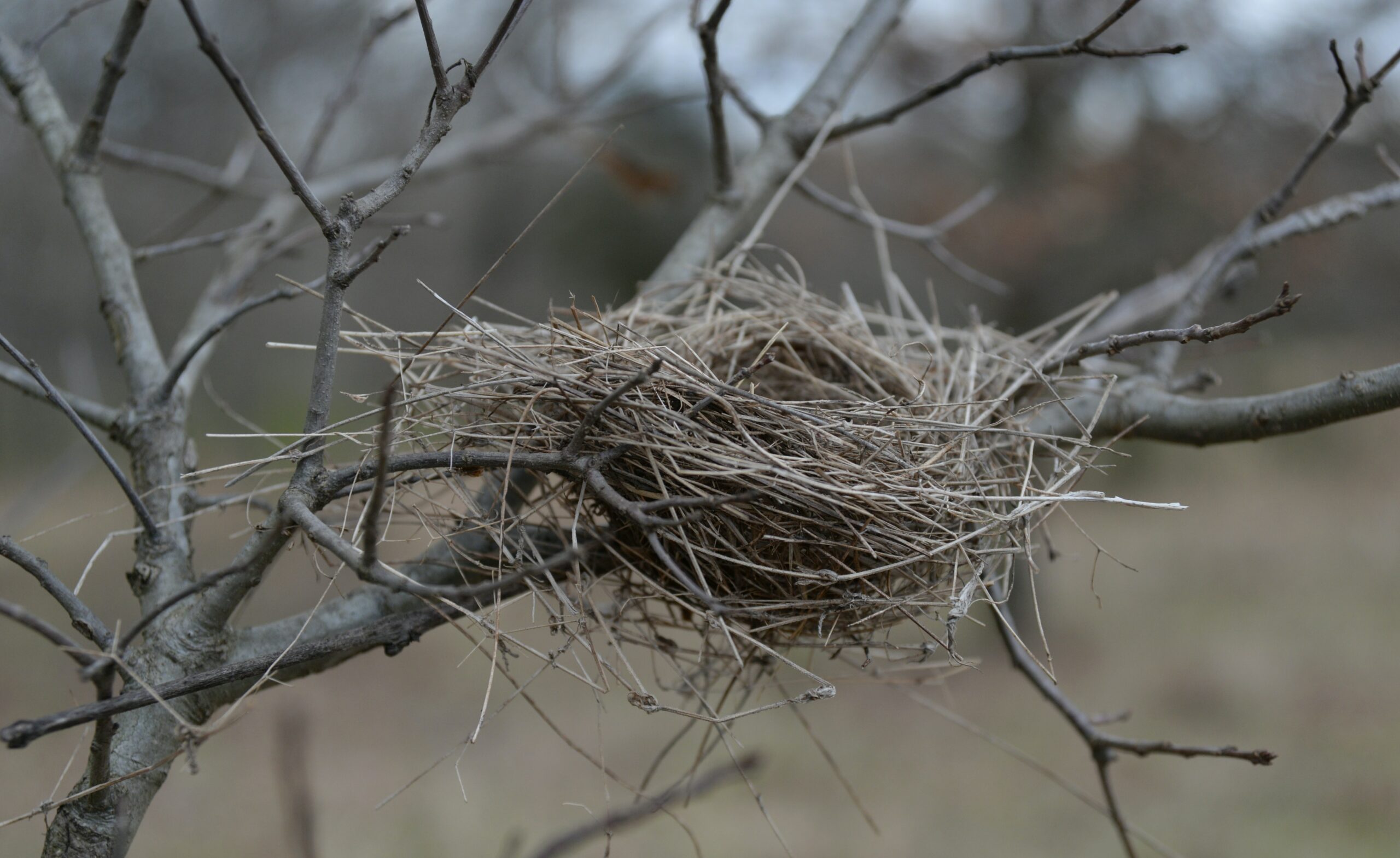 Empty Nest